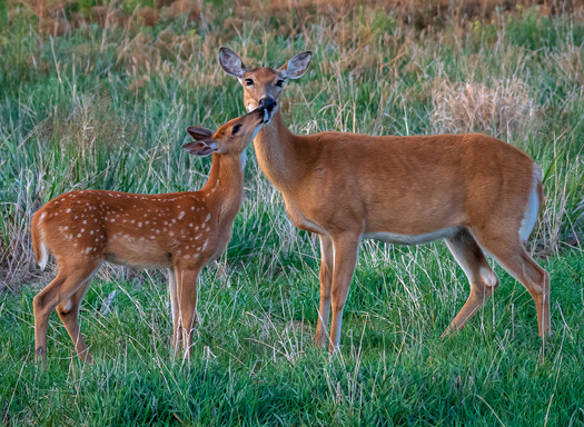 A fawn kissing a doe.