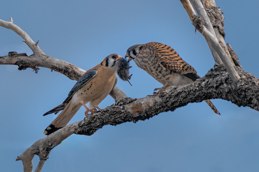 A male kestrel handing a small rodent to a female