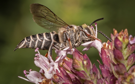 Bee on a flower