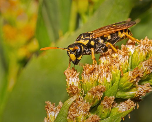 Black and yellow wasp on a goldenrod flower