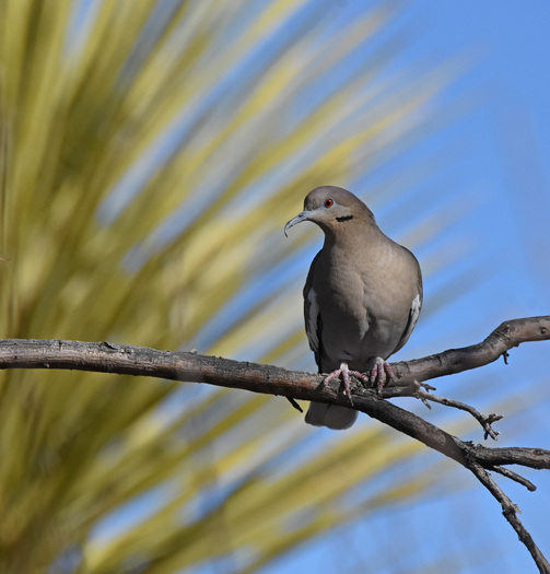 Dove perched on a branch