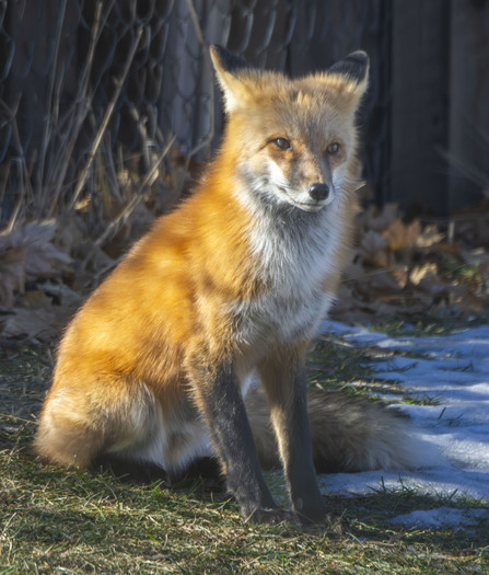 Red fox