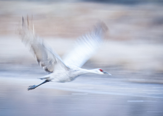 Flying sandhill crane