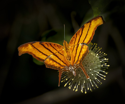 Orange butterfly
