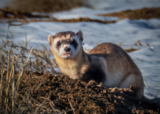 Black-footed Ferret