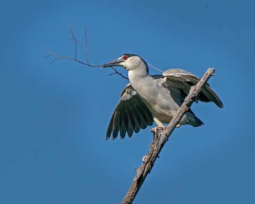 Black-crowed Night-heron with a stick