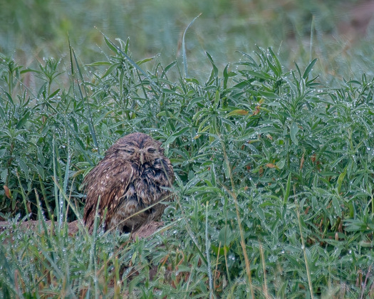 Wet Bird in wet vegitation