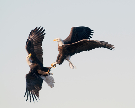 Fighting bald eagles