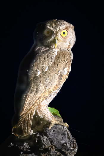 Owl staring at the csamera