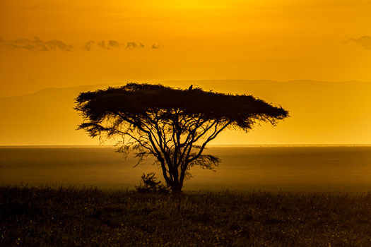 Arcacia Tree at sunrise or sunset