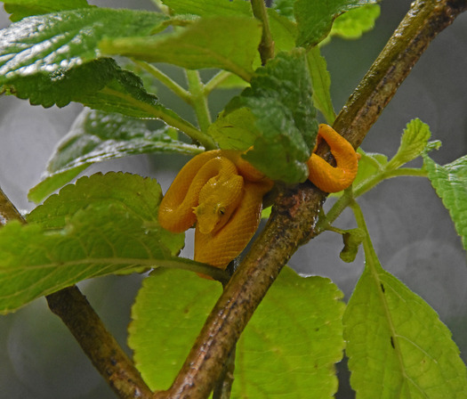 Bright yellow snake in a tree