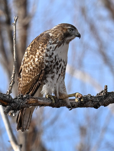 Red-tailed Hawk perched on a branch