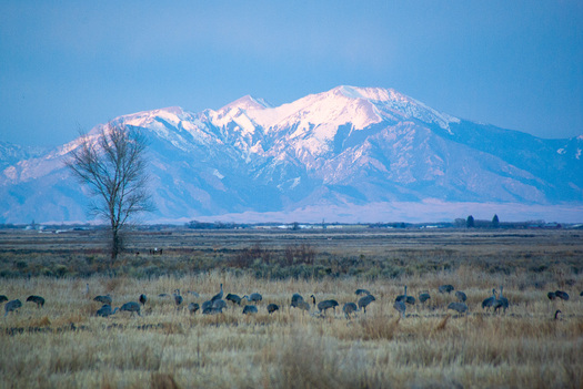 Ree in a grassland in front of a mountain