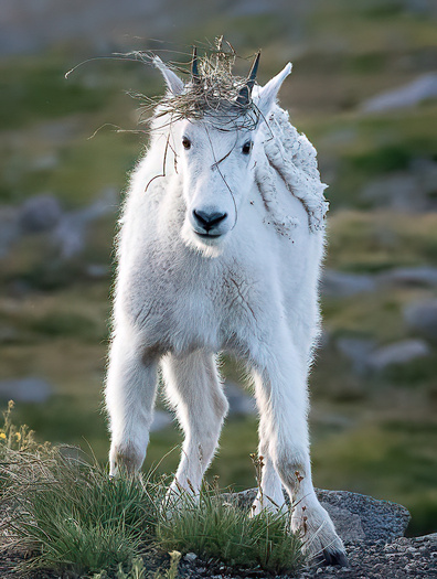 Mountain Goat with a clump of weeds on its head