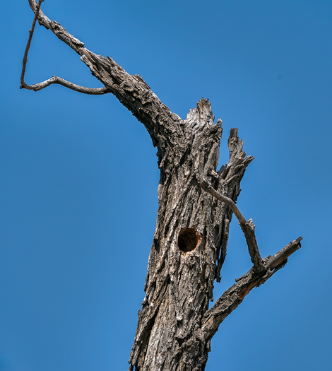 Yop odf a dead tree with a woodpecker hole