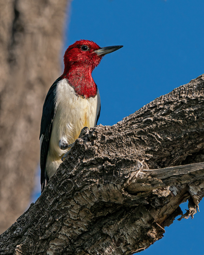 Woodpecker in a tree