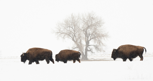 Bison walking through a snow-covered open area with a tree behind