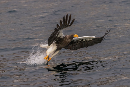 Raptor taking off with a fish