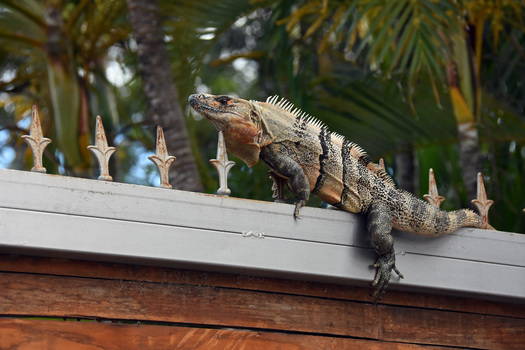 Iguana on the top of a fence