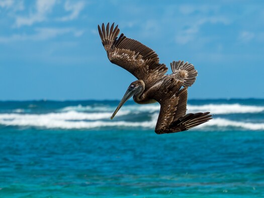 Large bird diving toward water