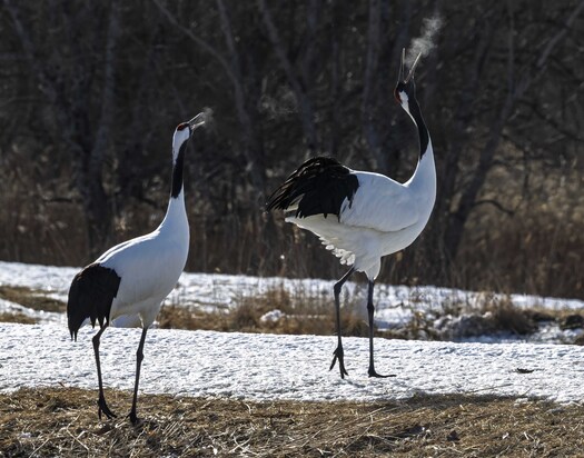 Two cranes with breath visible walking near and on snow