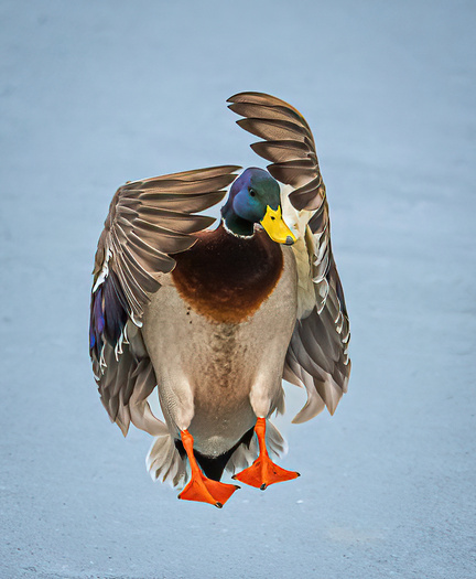 Male mallard about to land