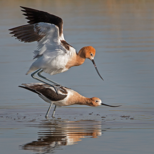 Mating avocets