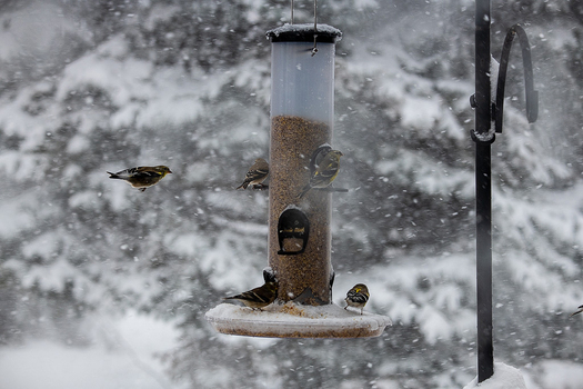 Birds at a feeder during a snowstorm