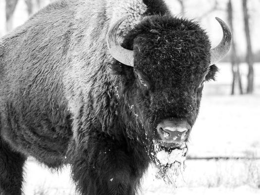 Standing Bison covered with snow