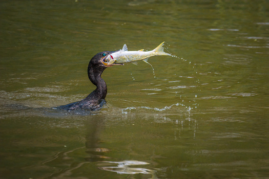Cormorant with a fish