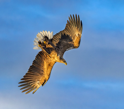 Diving Raptor