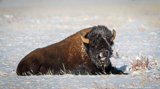 Bison lying in snow