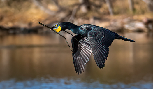 Flying cormorant with a stick