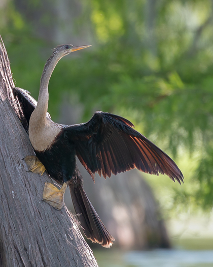 anhinga perached on a sloped tree trunk