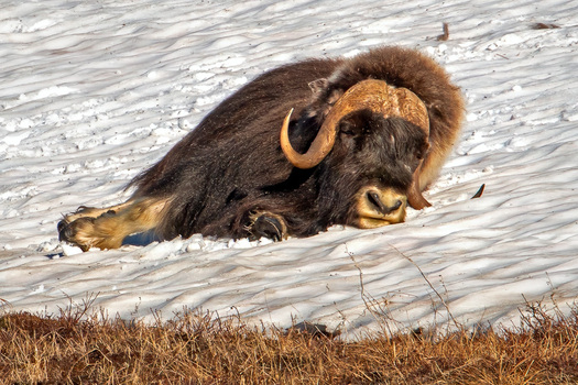 Muskox lying in snow
