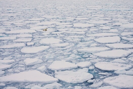 Polar Bear on Ice