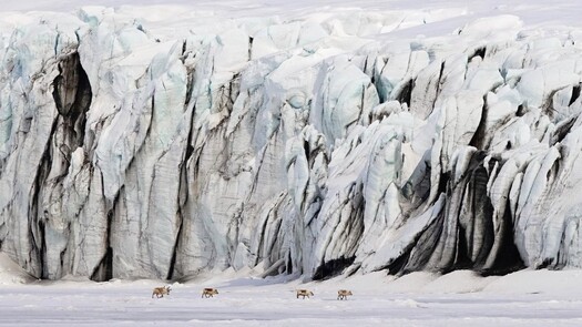 Reindeer in front of a huge glacier