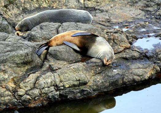 Sea Lions resting on a rock