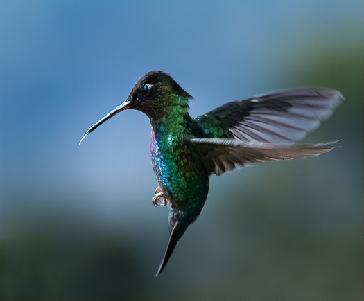 Green hummingbird in flight