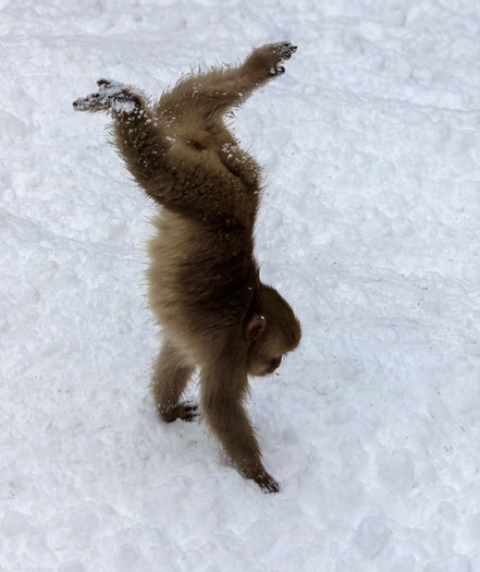 Monkey standing on its hands in snow