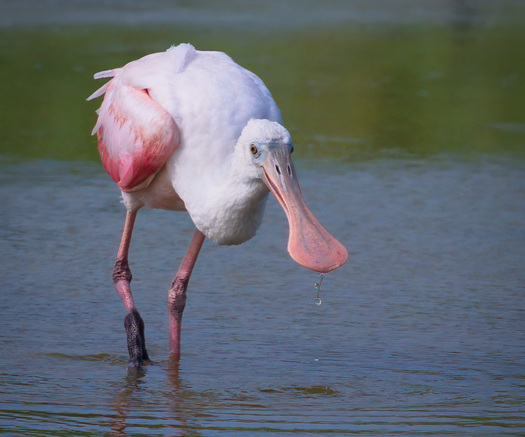 Wading Spoonbill 