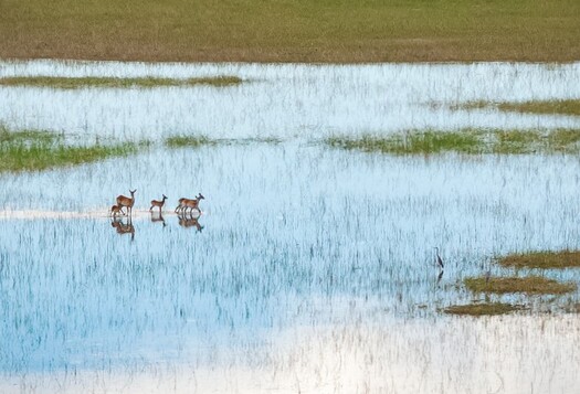 Impalas and Herons in shallow water