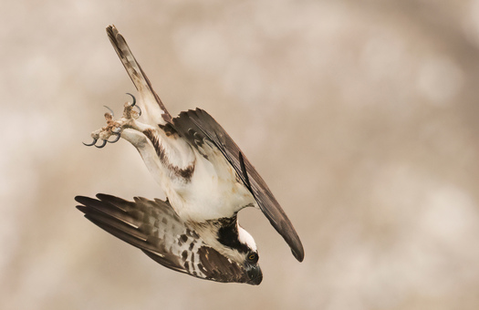 Diving raptor