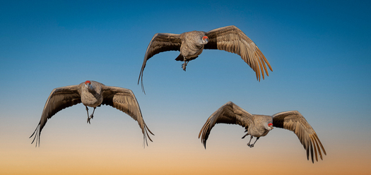 Three sandhill cranes flying toward the photograher