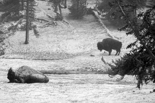 Two bison in snow