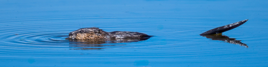 Beaver swimming with its tail up