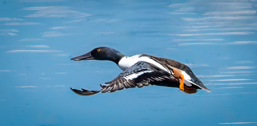 Flying Northern Shoveler