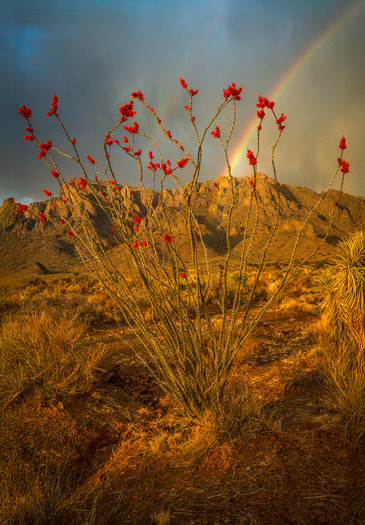 Flowering plant with cliffs and a rainbow in the background