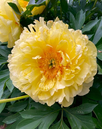 Yellow flower with orange center