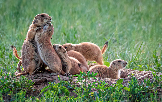 Young Prairiedogs trying to cuddle an adult